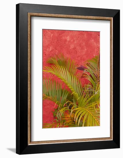 Palm Tree Against Colorful Stucco Wall, Cozumel, Mexico-Lisa S^ Engelbrecht-Framed Photographic Print