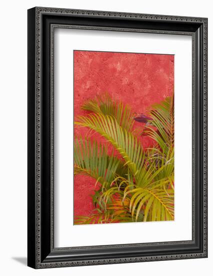 Palm Tree Against Colorful Stucco Wall, Cozumel, Mexico-Lisa S^ Engelbrecht-Framed Photographic Print