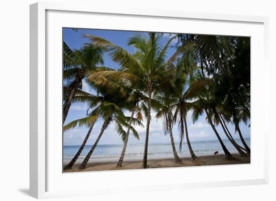 Palm Tree Along Caribbean Beach in Dominican Republic-Paul Souders-Framed Photographic Print