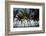 Palm Tree Along Caribbean Beach in Dominican Republic-Paul Souders-Framed Photographic Print