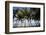 Palm Tree Along Caribbean Beach in Dominican Republic-Paul Souders-Framed Photographic Print