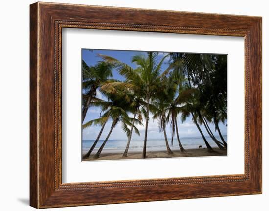 Palm Tree Along Caribbean Beach in Dominican Republic-Paul Souders-Framed Photographic Print