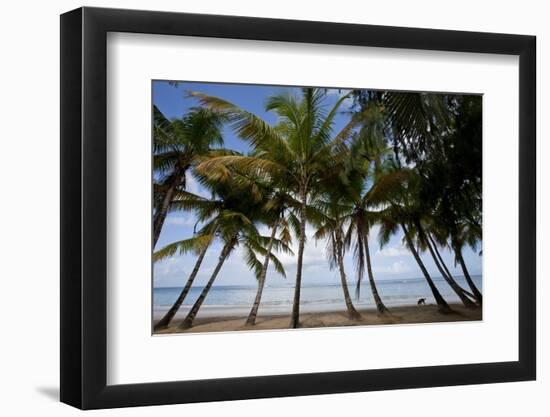 Palm Tree Along Caribbean Beach in Dominican Republic-Paul Souders-Framed Photographic Print