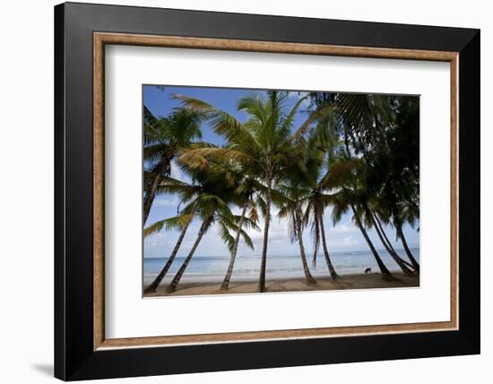 Palm Tree Along Caribbean Beach in Dominican Republic-Paul Souders-Framed Photographic Print