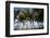 Palm Tree Along Caribbean Beach in Dominican Republic-Paul Souders-Framed Photographic Print