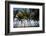 Palm Tree Along Caribbean Beach in Dominican Republic-Paul Souders-Framed Photographic Print