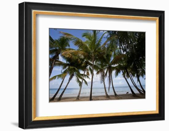 Palm Tree Along Caribbean Beach in Dominican Republic-Paul Souders-Framed Photographic Print