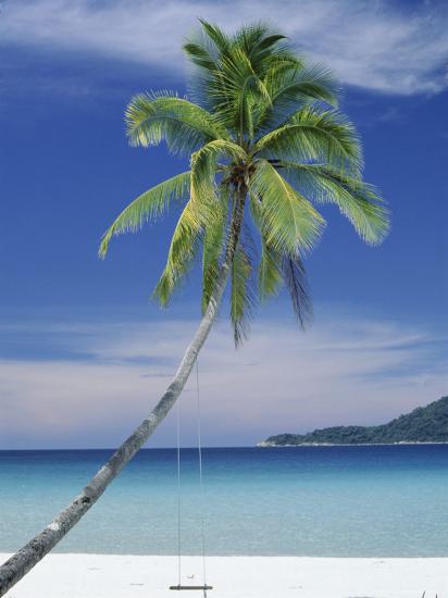 palm tree and beach