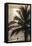 Palm Tree and Men at Sunset, Stone Town, Zanzibar, Tanzania-Alida Latham-Framed Premier Image Canvas