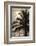 Palm Tree and Men at Sunset, Stone Town, Zanzibar, Tanzania-Alida Latham-Framed Photographic Print