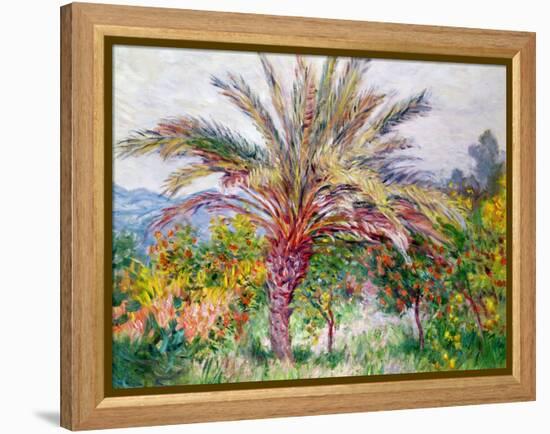 Palm Tree at Bordighera, C.1884-Claude Monet-Framed Premier Image Canvas