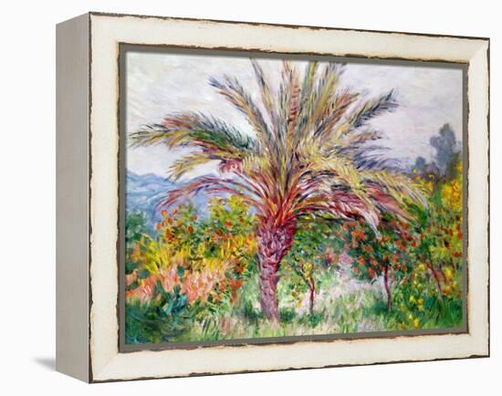 Palm Tree at Bordighera, C.1884-Claude Monet-Framed Premier Image Canvas