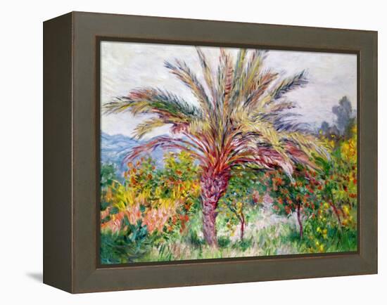 Palm Tree at Bordighera, C.1884-Claude Monet-Framed Premier Image Canvas