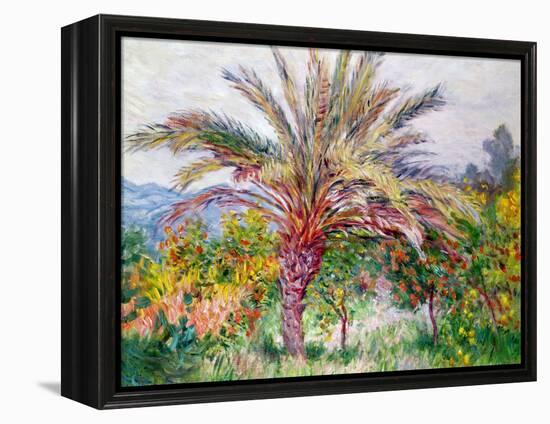 Palm Tree at Bordighera, C.1884-Claude Monet-Framed Premier Image Canvas