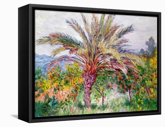 Palm Tree at Bordighera, C.1884-Claude Monet-Framed Premier Image Canvas