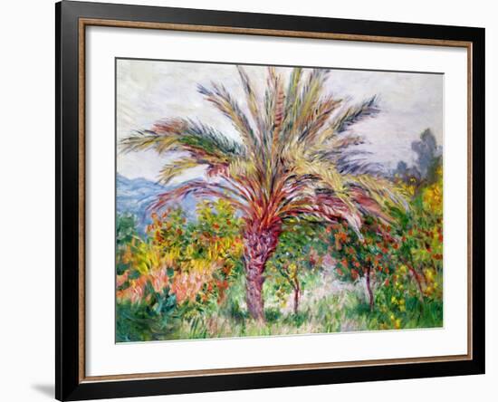 Palm Tree at Bordighera, C.1884-Claude Monet-Framed Giclee Print