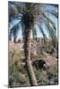 Palm Tree Below Lion of Babylon, Iraq, 1977-Vivienne Sharp-Mounted Photographic Print