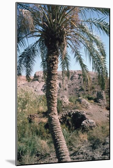 Palm Tree Below Lion of Babylon, Iraq, 1977-Vivienne Sharp-Mounted Photographic Print