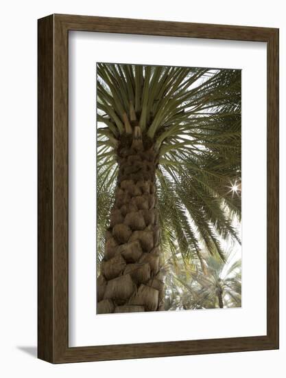 Palm tree from below. Oman.-Tom Norring-Framed Photographic Print