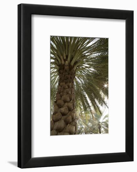 Palm tree from below. Oman.-Tom Norring-Framed Photographic Print