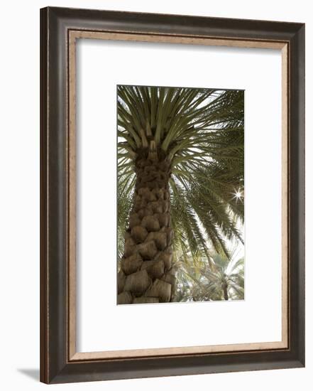 Palm tree from below. Oman.-Tom Norring-Framed Photographic Print