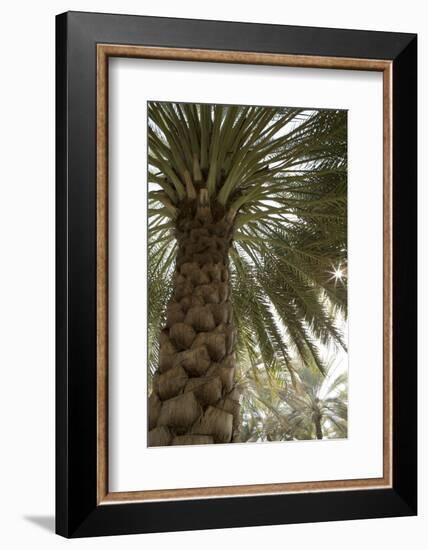 Palm tree from below. Oman.-Tom Norring-Framed Photographic Print