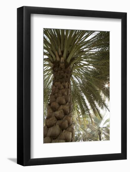 Palm tree from below. Oman.-Tom Norring-Framed Photographic Print