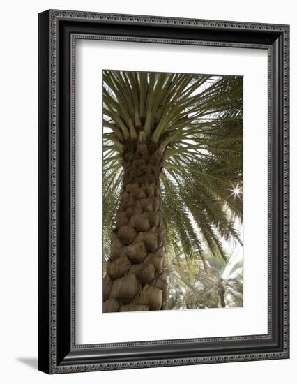 Palm tree from below. Oman.-Tom Norring-Framed Photographic Print