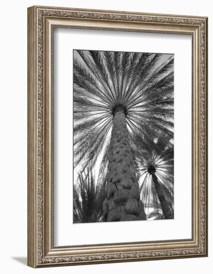 Palm tree from below. Oman.-Tom Norring-Framed Photographic Print