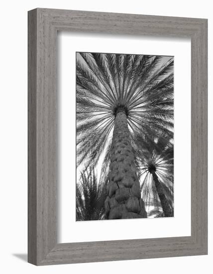 Palm tree from below. Oman.-Tom Norring-Framed Photographic Print