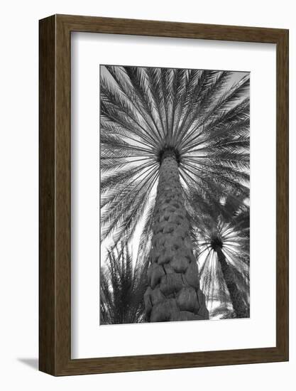 Palm tree from below. Oman.-Tom Norring-Framed Photographic Print