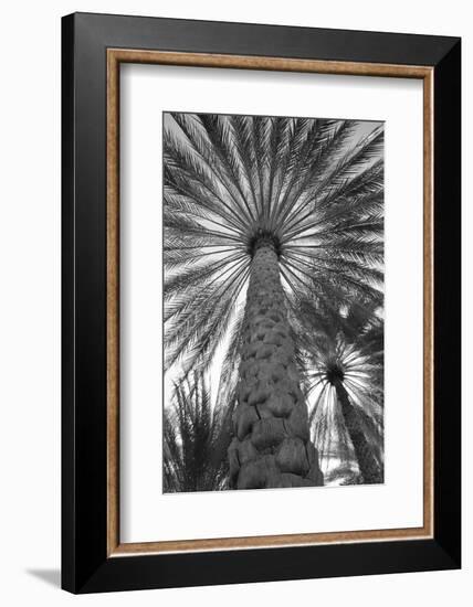 Palm tree from below. Oman.-Tom Norring-Framed Photographic Print