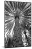 Palm tree from below. Oman.-Tom Norring-Mounted Photographic Print