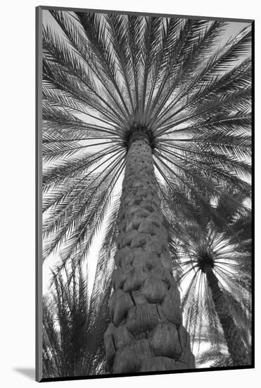 Palm tree from below. Oman.-Tom Norring-Mounted Photographic Print