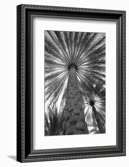 Palm tree from below. Oman.-Tom Norring-Framed Photographic Print