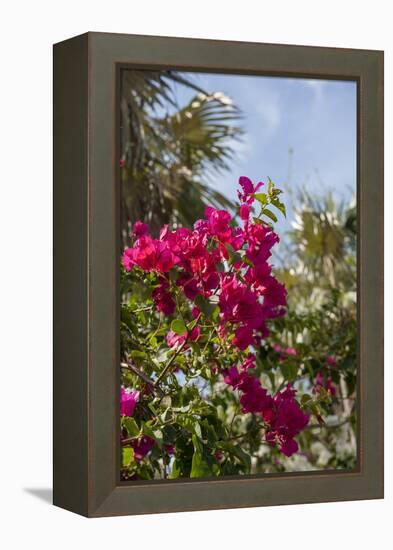 Palm Tree, Grand Cayman, Cayman Islands, British West Indies-Lisa S. Engelbrecht-Framed Premier Image Canvas