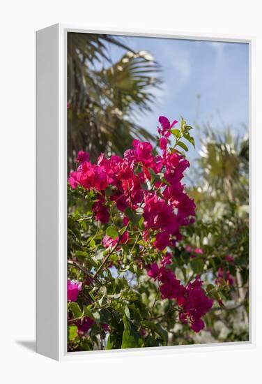 Palm Tree, Grand Cayman, Cayman Islands, British West Indies-Lisa S. Engelbrecht-Framed Premier Image Canvas