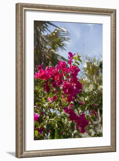 Palm Tree, Grand Cayman, Cayman Islands, British West Indies-Lisa S. Engelbrecht-Framed Photographic Print