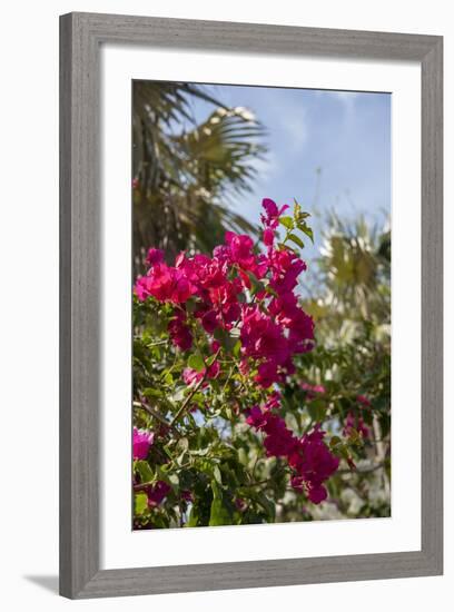 Palm Tree, Grand Cayman, Cayman Islands, British West Indies-Lisa S. Engelbrecht-Framed Photographic Print