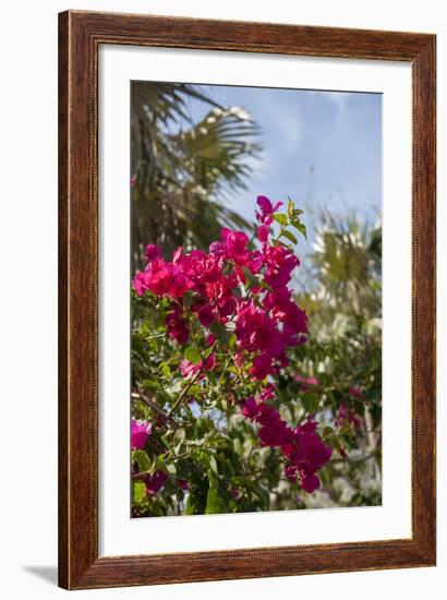 Palm Tree, Grand Cayman, Cayman Islands, British West Indies-Lisa S. Engelbrecht-Framed Photographic Print