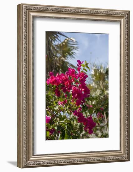 Palm Tree, Grand Cayman, Cayman Islands, British West Indies-Lisa S. Engelbrecht-Framed Photographic Print