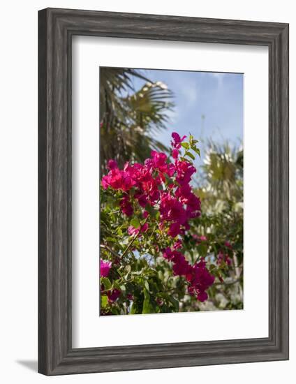 Palm Tree, Grand Cayman, Cayman Islands, British West Indies-Lisa S. Engelbrecht-Framed Photographic Print