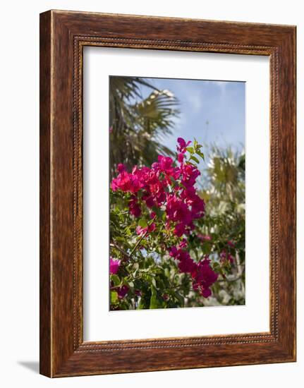 Palm Tree, Grand Cayman, Cayman Islands, British West Indies-Lisa S. Engelbrecht-Framed Photographic Print