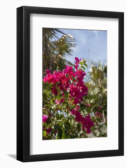 Palm Tree, Grand Cayman, Cayman Islands, British West Indies-Lisa S. Engelbrecht-Framed Photographic Print