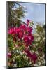 Palm Tree, Grand Cayman, Cayman Islands, British West Indies-Lisa S. Engelbrecht-Mounted Photographic Print