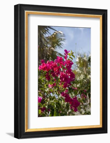 Palm Tree, Grand Cayman, Cayman Islands, British West Indies-Lisa S. Engelbrecht-Framed Photographic Print