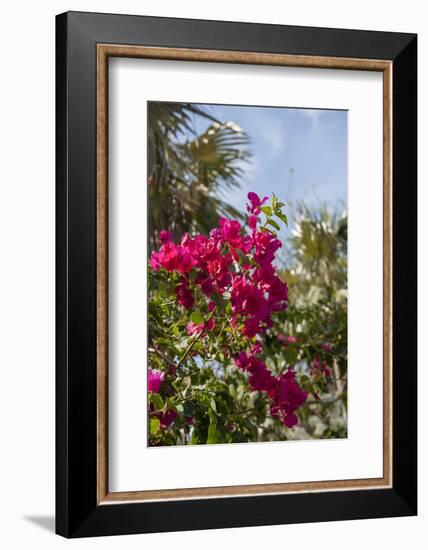 Palm Tree, Grand Cayman, Cayman Islands, British West Indies-Lisa S. Engelbrecht-Framed Premium Photographic Print