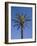 Palm Tree Growing in Karnak Temple, Luxor, Egypt-Julian Love-Framed Photographic Print