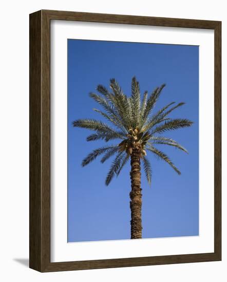 Palm Tree Growing in Karnak Temple, Luxor, Egypt-Julian Love-Framed Photographic Print
