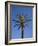 Palm Tree Growing in Karnak Temple, Luxor, Egypt-Julian Love-Framed Photographic Print